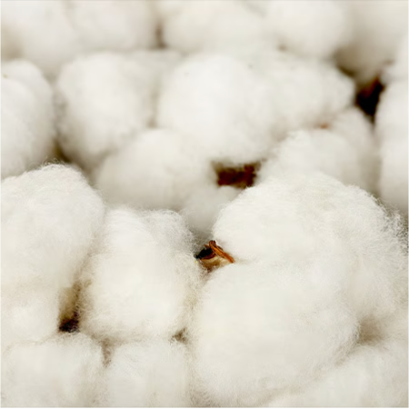 Timberland NZ - Organically Grown Cotton →